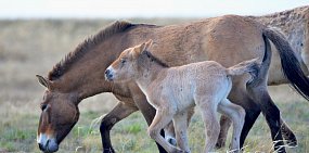 В заповеднике «Оренбургский» родились сразу три жеребенка лошади Пржевальского 