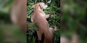 Мертвый щенок. Источник фото: «Антиживодерские заявления»