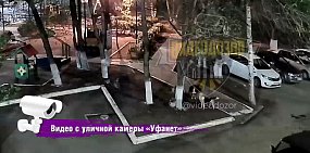 Стоп-кадр из видео охоты на кошек. Источник: ТГ-канал «Видеодозор»