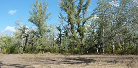 В Оренбурге задержали подозреваемого в убийстве девушки в Зауральной роще