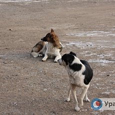 Безнадзорные собаки