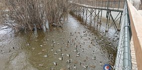 Утки в Оренбурге 