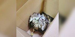 Неравнодушный мужчина спас сокола со сломанным крылом в Сакмарском районе
