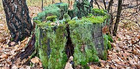 Фото: тг-канал «Бузулукский бор»