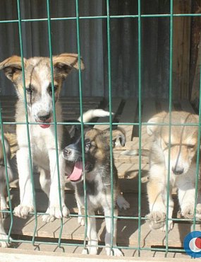 С 1 января 2020 года отстрел бездомных животных будет запрещен