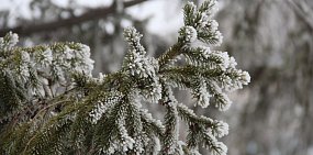 Жителей Оренбургской области ждут туманные и морозные выходные, но без осадков