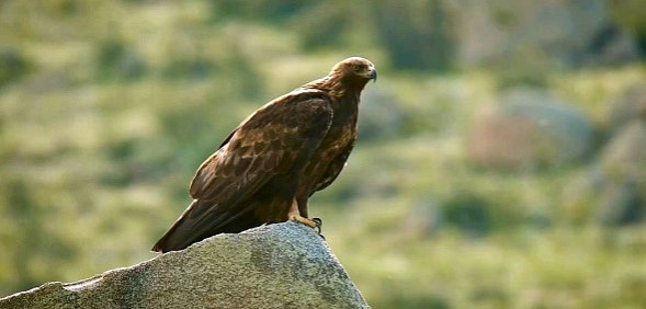 Новым талисманом ФК «Оренбург» стал степной орел