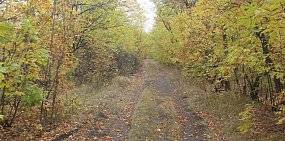 Жителям Оренбургской области предложили запретить въезжать в лесопосадки