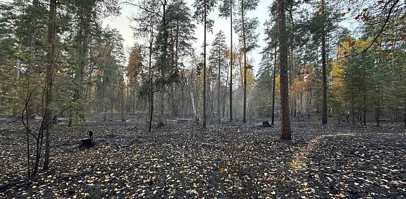 Пожар в Бузулукском бору. Фото пресс-службы нацпарка