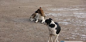 Сразу в нескольких районах Оренбургской области продлили режим экстраординарной ситуации по собакам