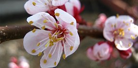 Какая погода ждет жителей Оренбурга и Орска на этой неделе