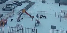 В Орске стая бродячих собак оккупировала детскую площадку (видео)
