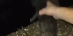«Скидывай его!»: В Оренбургской области дети хотели сбросить котенка с моста и снять это на видео 