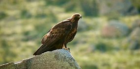 Новым талисманом ФК «Оренбург» стал степной орел