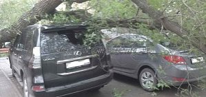 В Оренбурге дерево упало на несколько автомобилей