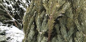 Пожелтевшее дерево на елочном базаре в Оренбурге. Фото из архива