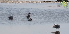 Птицы принимают водные процедуры. Стоп-кадр из видео Дирекции ООПТ