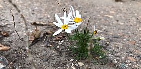 В Оренбургской области дачников могут оштрафовать за мяту, одуванчики и ромашки на участке? В Госдуме опровергли информацию