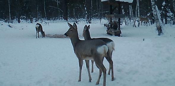 Очередей не бывает: косули и кабаны мирно делят кормушки в Бузулукском бору