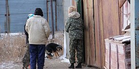 Отлов собак в Оренбурге начнут с самых агрессивных особей