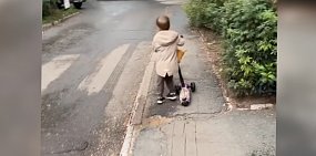 В Оренбурге четыре бездомных собаки напали на ребенка на детской площадке