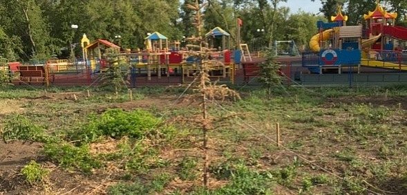 Некоторые голубые ели в парке Строителей засохли