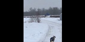 «Нет, не вывозят, нет, не КамАЗами». Жители Оренбурга продолжают выкладывать видео о складировании снега в пойме Урала