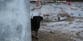 Собаки в Оренбургской области