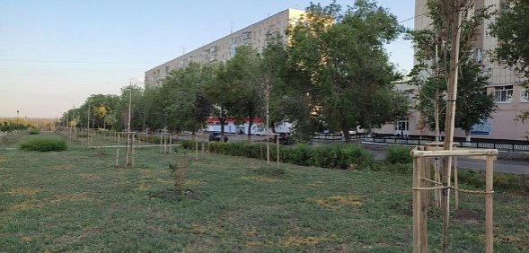 Посадили и забыли: В Оренбурге гибнут деревья, на приобретение которых потратили около 40 млн рублей