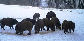 Критической высотой снега для кабанов и косуль считается 30 см