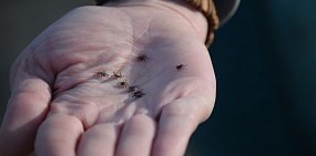 130 взрослых и 71 ребенок пострадали от укусов клещей в Оренбургской области 