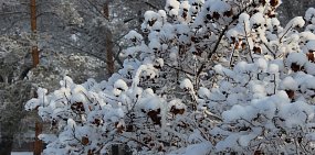 Какая погода будет в Оренбурге и Орске на Новый год? Прогноз синоптиков