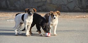 Прокурор Оренбурга через суд требует от городской администрации построить приют для животных