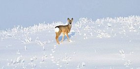 Как считают виды и количество животных зимой в оренбургских заповедниках?