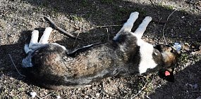 В Оренбурге стали появляться собаки с цветными бирками на ушах