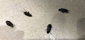 Башкортостан и Оренбургскую область атаковали черные жуки