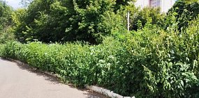 Трава в районе ул. Чкалова в Оренбурге