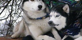 Хаски в Оренбурге 