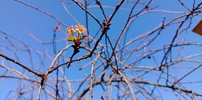 Из-за теплого ноября и отсутствия стабильных морозов в садах под Орском зацвела вишня