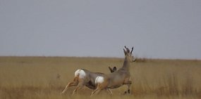 Животные биологического заказника «Светлинский», фото – Дирекция ООПТ Оренбургской области