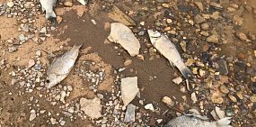 Причиной гибели рыбы в Ириклинском водохранилище может быть ее большое количество