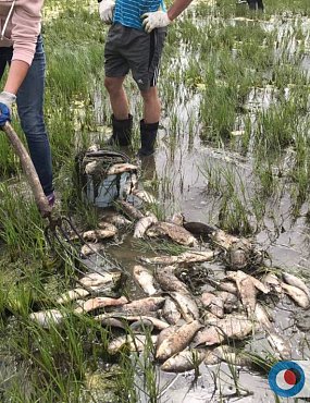 Рыбу из Ириклинского водохранилища проверят на возможные бактериологические заражения