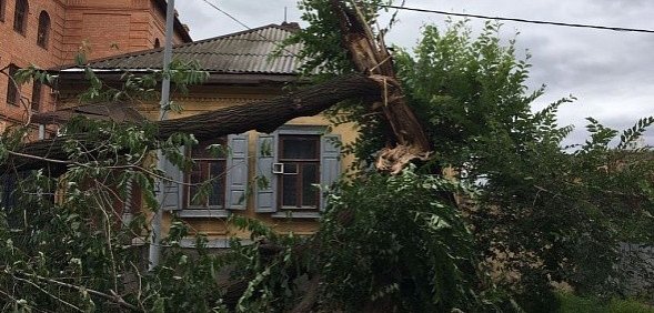 В Оренбурге рядом со зданием управления автодорожного надзора уже 3 день лежит дерево