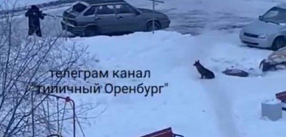 В Оренбурге мужчина стрелял в собаку , фото: стоп-кадр из видео