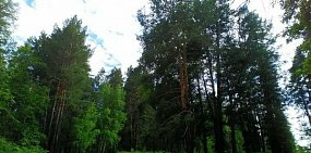 Бузулукский бор, Оренбургская область, фото из архива 