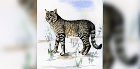 Степной кот. Источник: минприроды Оренбургской области 