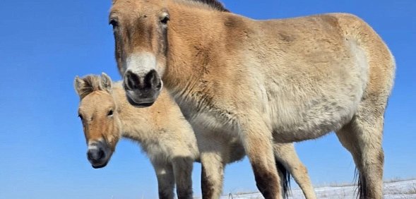 Лошади Пржевальского, фото: центр Реинтродукции