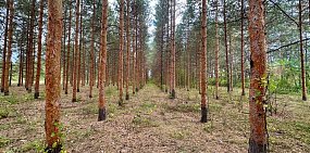 Сосны в нацпарке. Фото пресс-службы Бузулукского бора