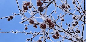 Город в «серебре»: Ночной туман в Оренбурге завершился красивой изморозью