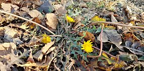 Завтра наступит календарная зима, а в Оренбургской области цветут одуванчики и набухают почки на деревьях